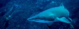 Diving with a shark